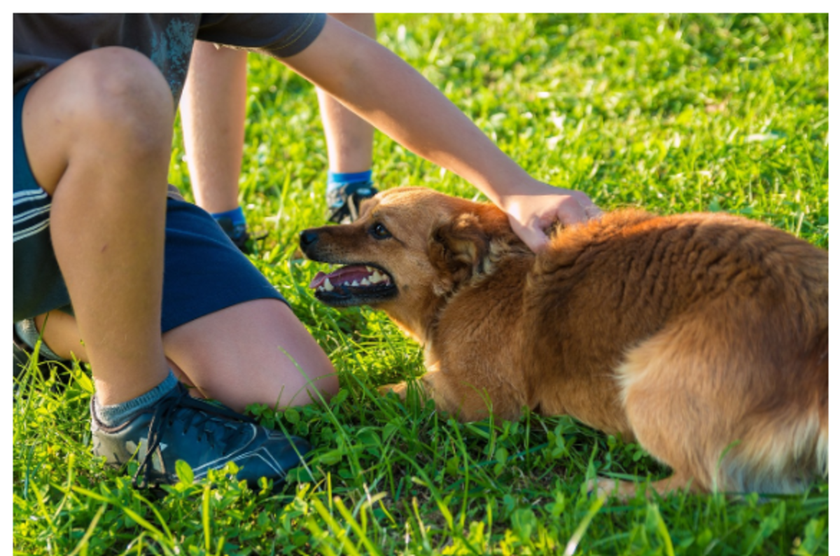 Why Does My Dog Lick My Face Aggressively? PetHelpful
