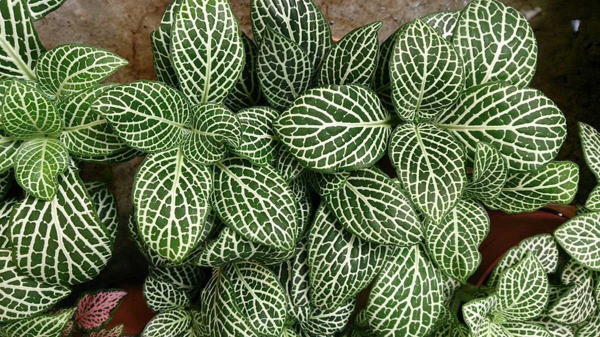 How To Grow and Take Care of Mosaic Plants