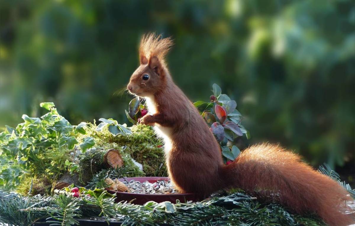 Do Squirrels Eat Cooked Meat? - HubPages