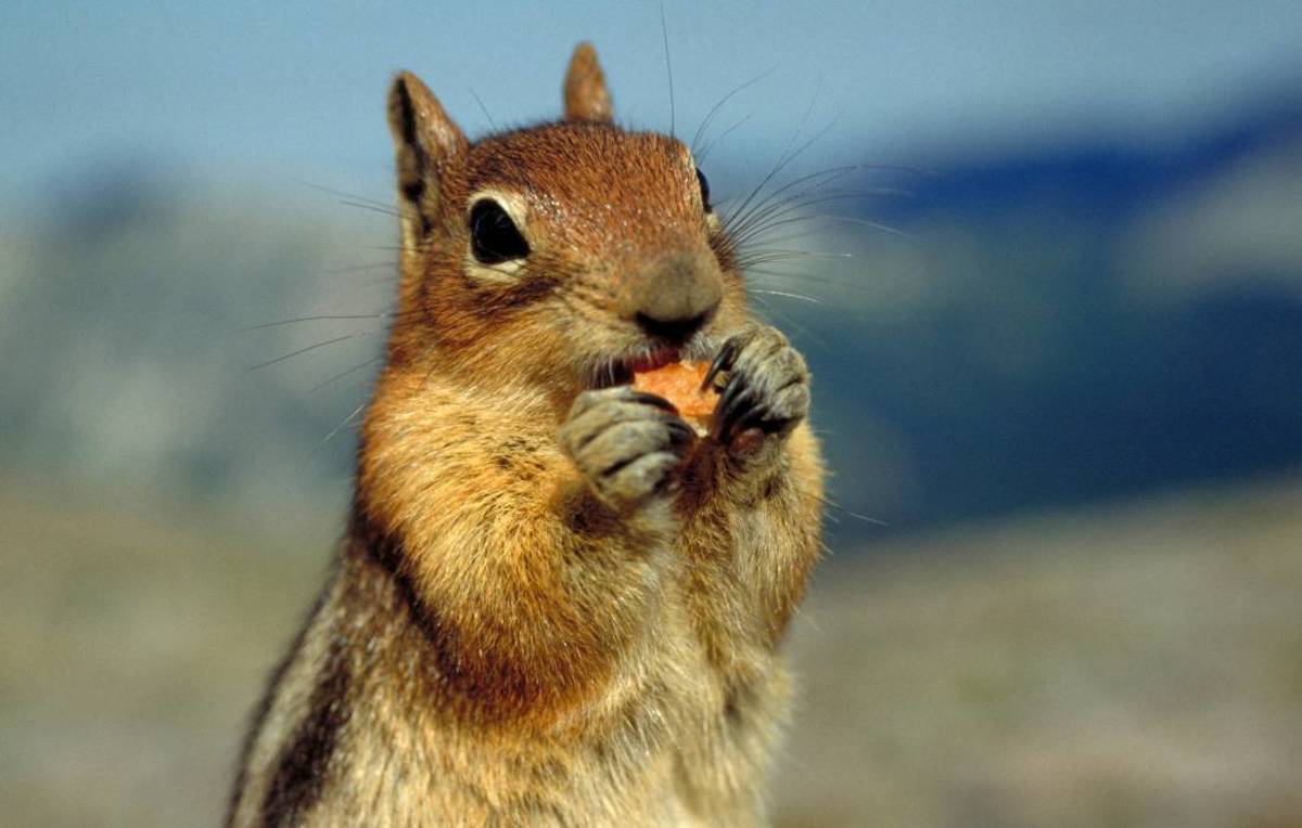 Do Squirrels Eat Cooked Meat?