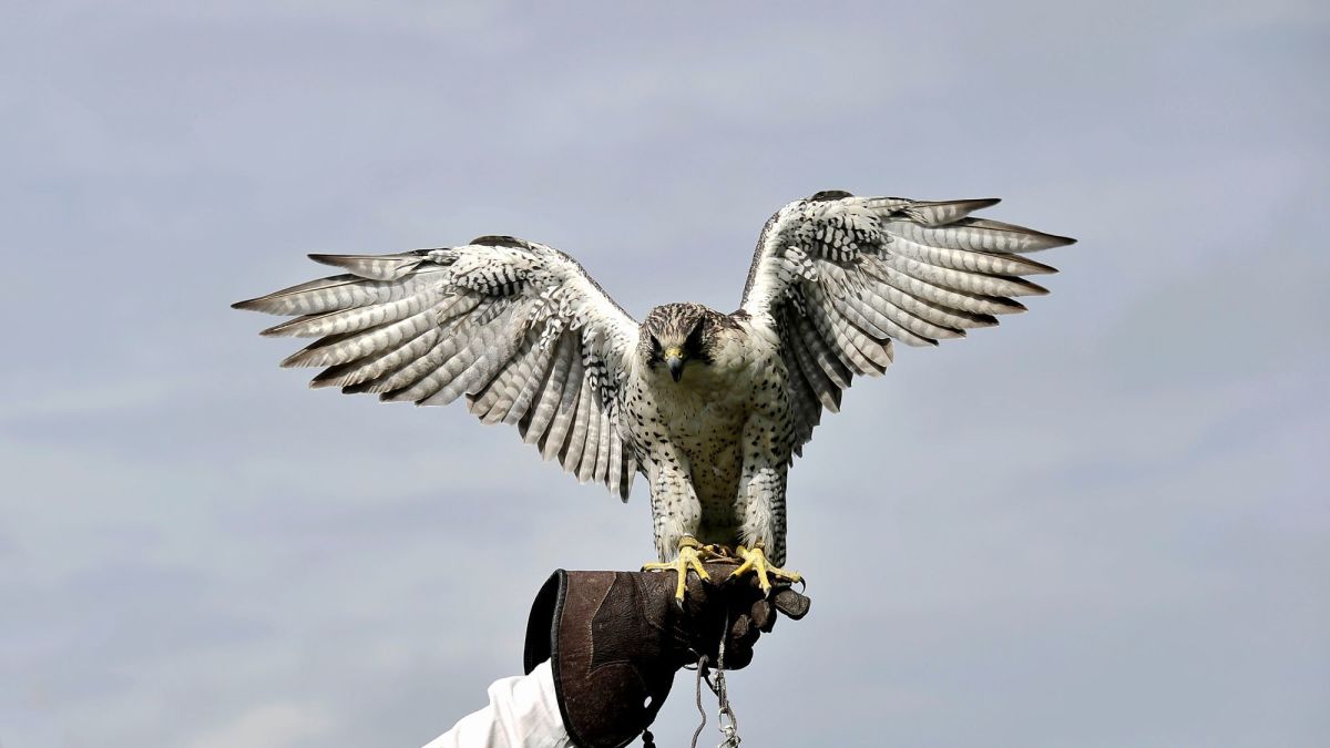 7 Facts About the Ancient Sport of Falconry