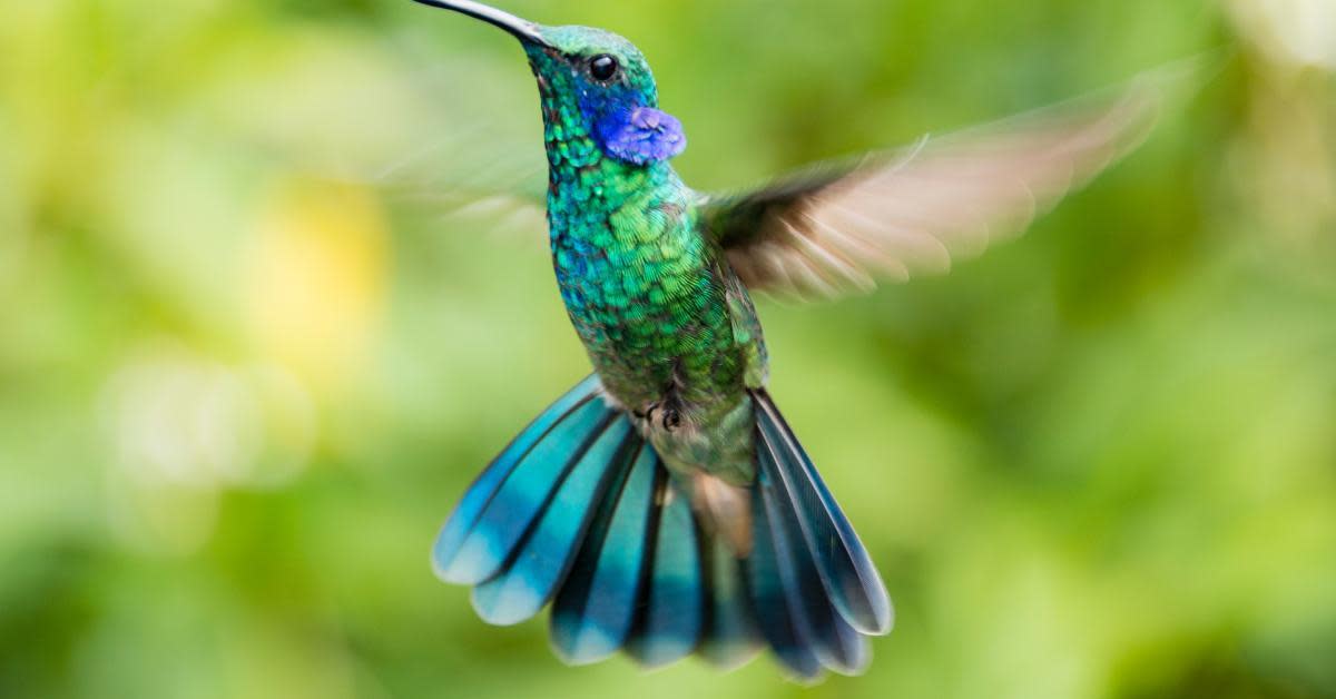 Hummingbirds Hanging Upside Down: Why Do They Do That?