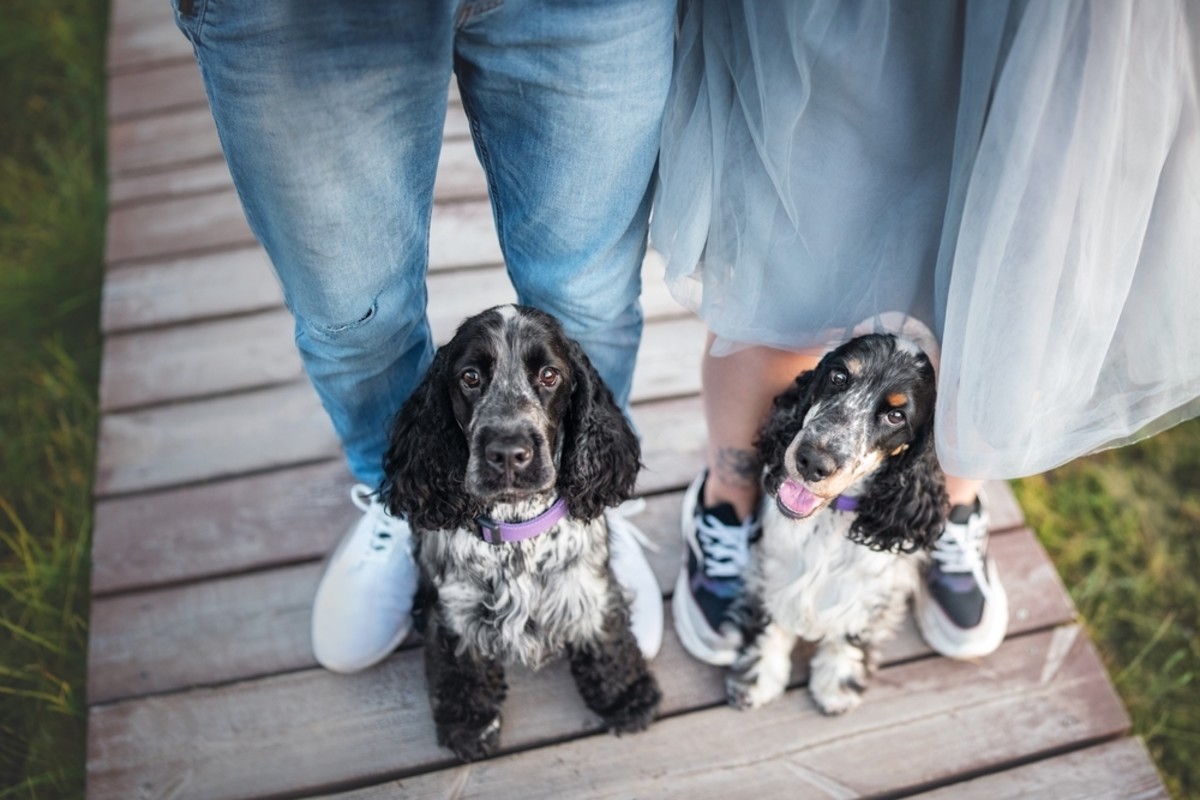 Are Cocker Spaniels Good For First-Time Dog Owners