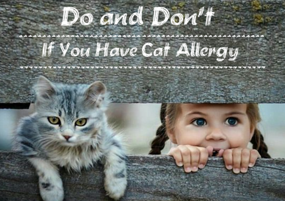 Cat Allergies Causes, Symptoms, and Precautions HubPages