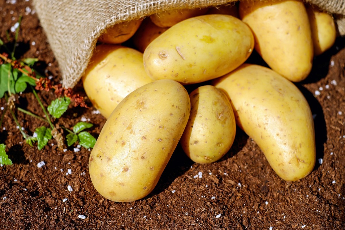 In 1924, potatoes cost 89 cents for a half bushel. (Just so you know, a half bushel of potatoes weighs 30 pounds.)