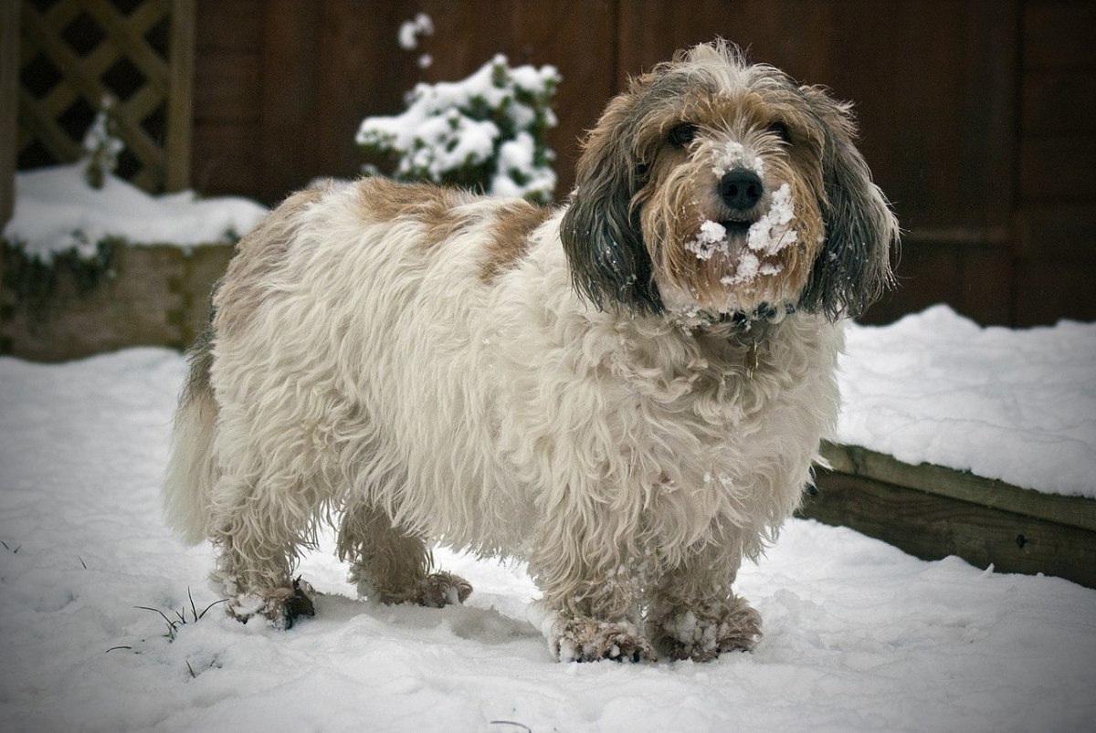 Petit Basset Griffon Vendéen: The Happy Breed With Winsome Cuteness