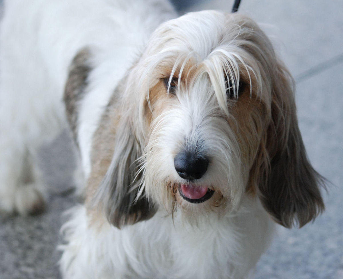 Petit Basset Griffon Vendéen: The Happy Breed With Winsome Cuteness ...