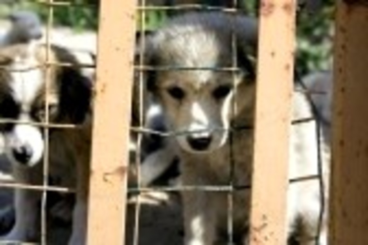 DOG AUCTIONS and PUPPY MILLS ~ What Really Goes On?