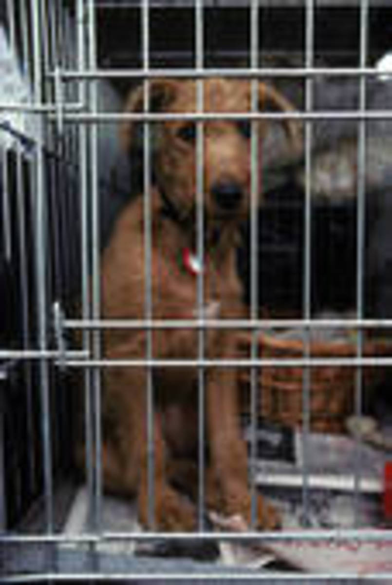 DOG AUCTIONS and PUPPY MILLS What Really Goes On? HubPages