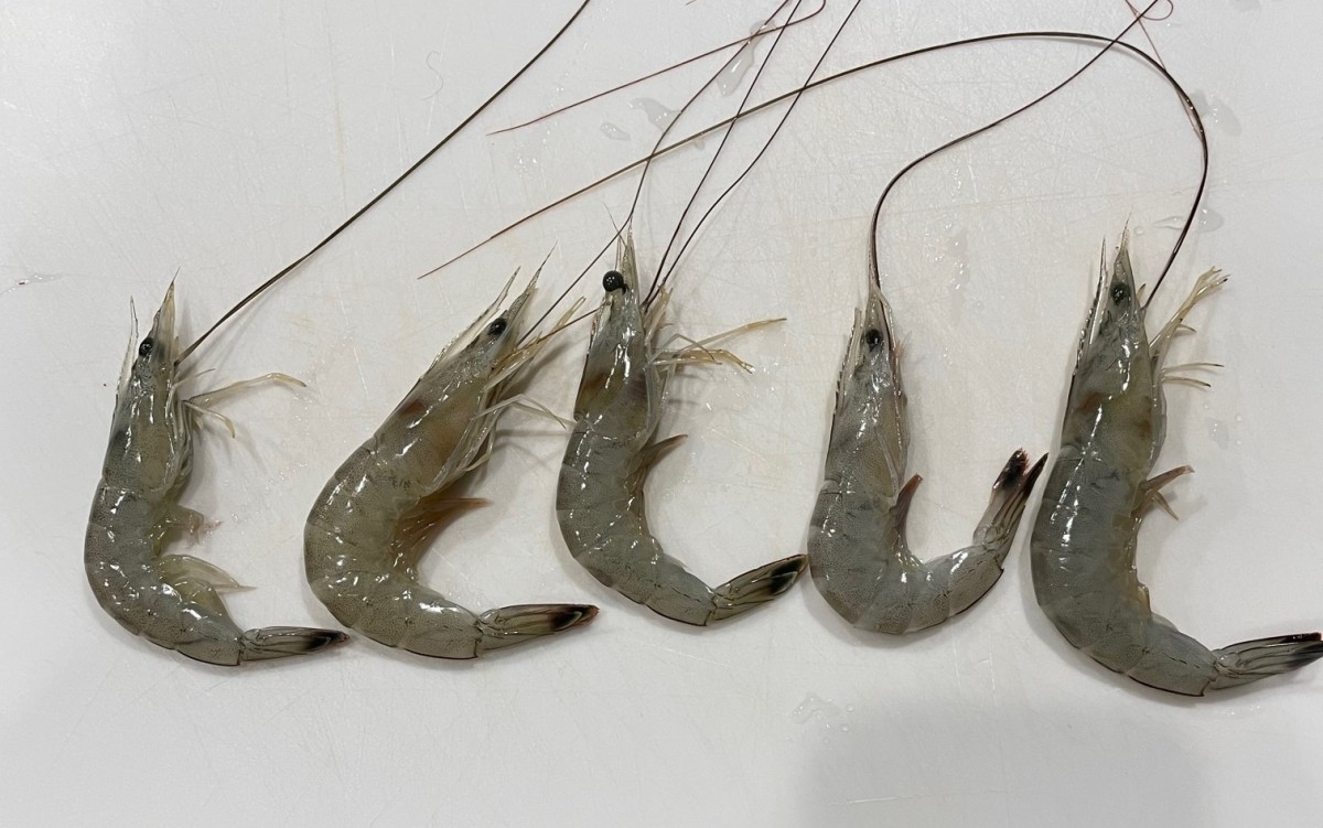 https://images.saymedia-content.com/.image/t_share/MTk5OTg3MzcyMDczNDkzODgw/salt-curing-and-storing-bait-shrimp.jpg