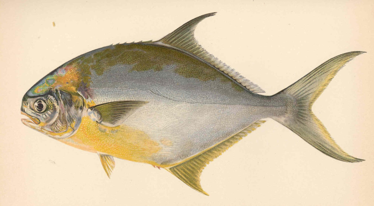 Tips for Catching Pompano SkyAboveUs Tips for Catching Pompano SkyAboveUs