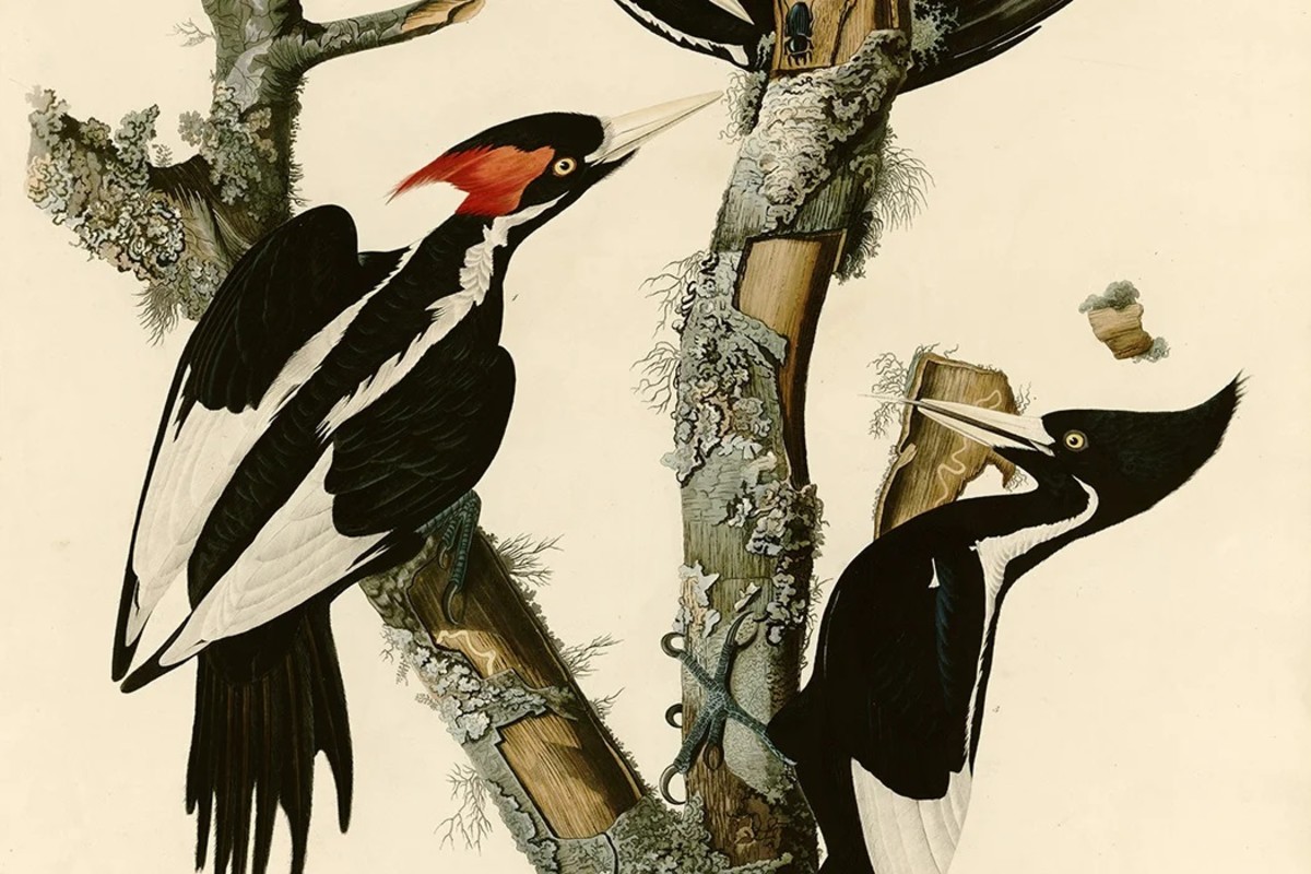 Ivory-Billed Woodpecker: Rise and Fall of the “Lord God Bird”