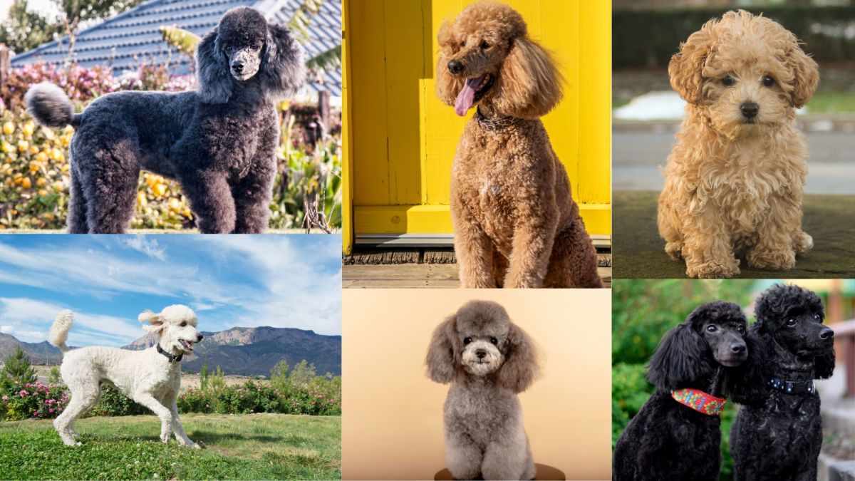Classifying Different Types of Poodles, an Overview