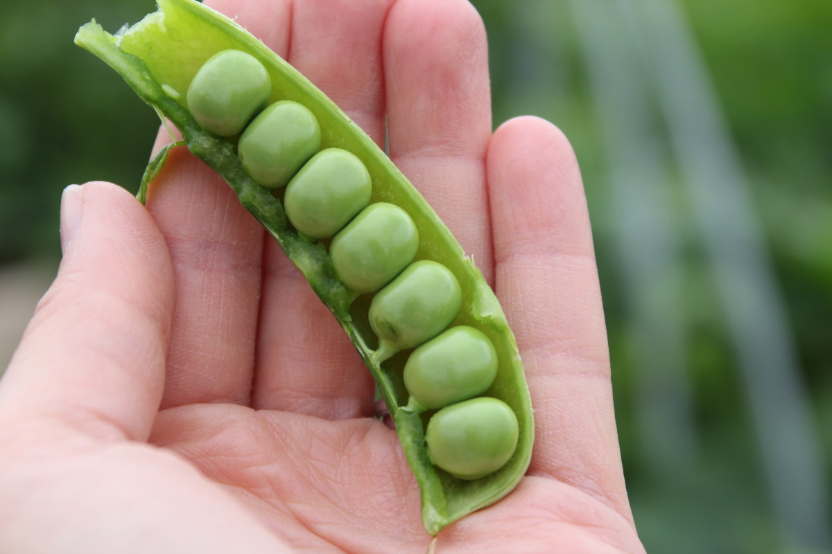 Picking Peas for the Perfect Harvest