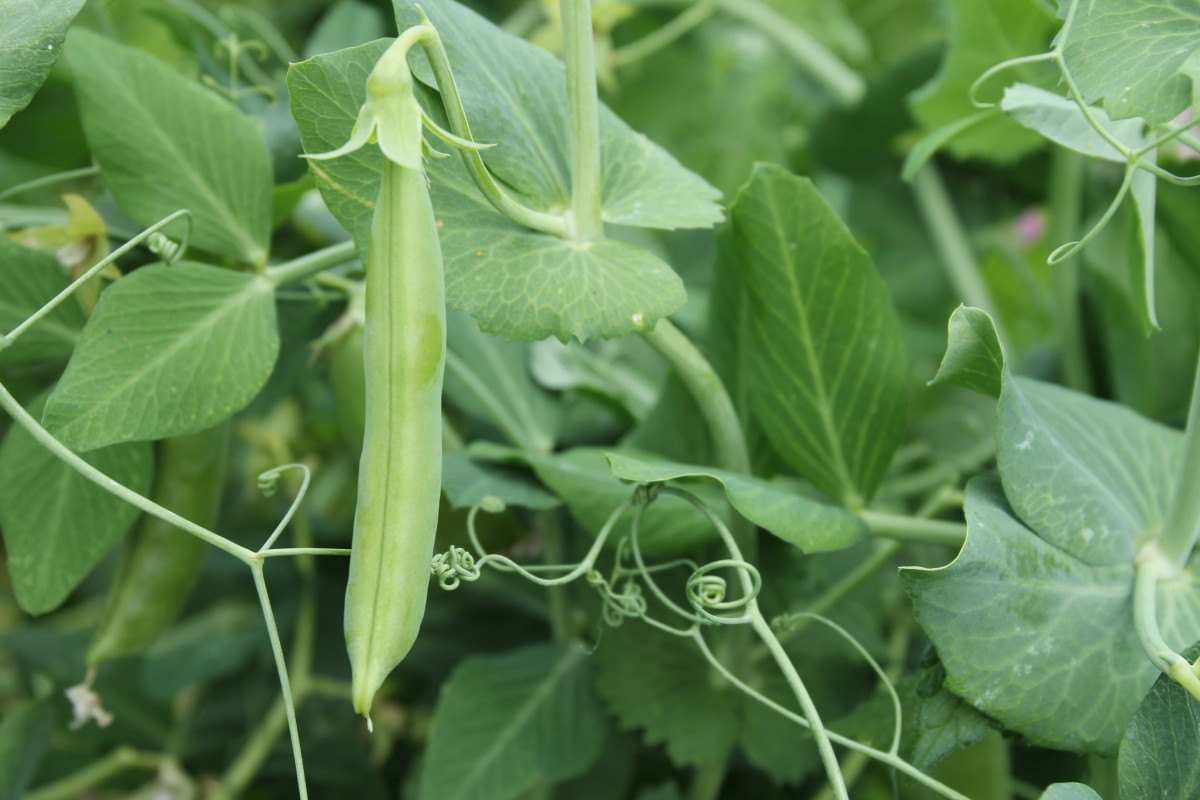 Picking Peas for the Perfect Harvest Dengarden