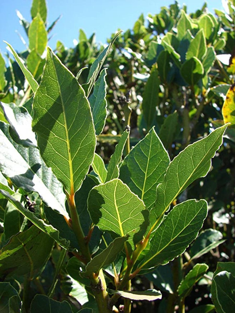 What Are the Benefits of Bay Leaf Tea?