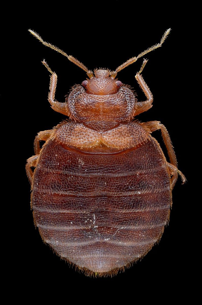 Adult Female Bed Bug