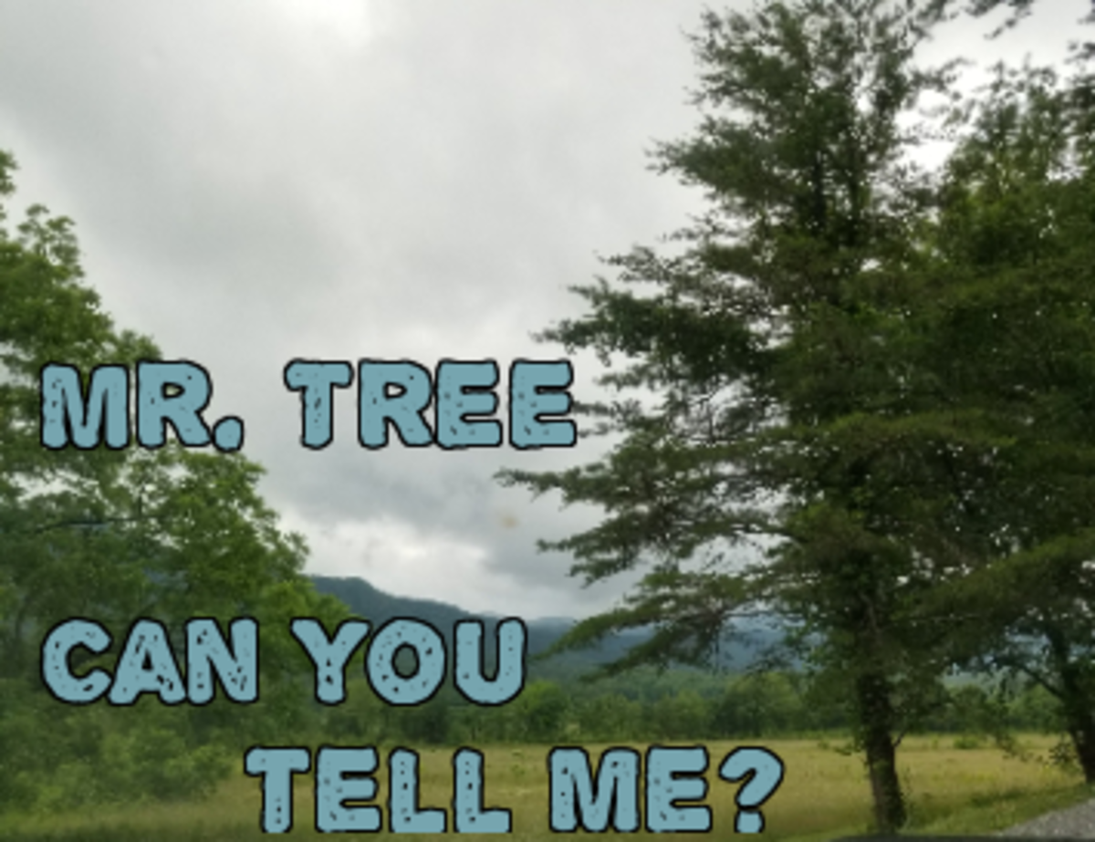 Poem: Mr. Tree