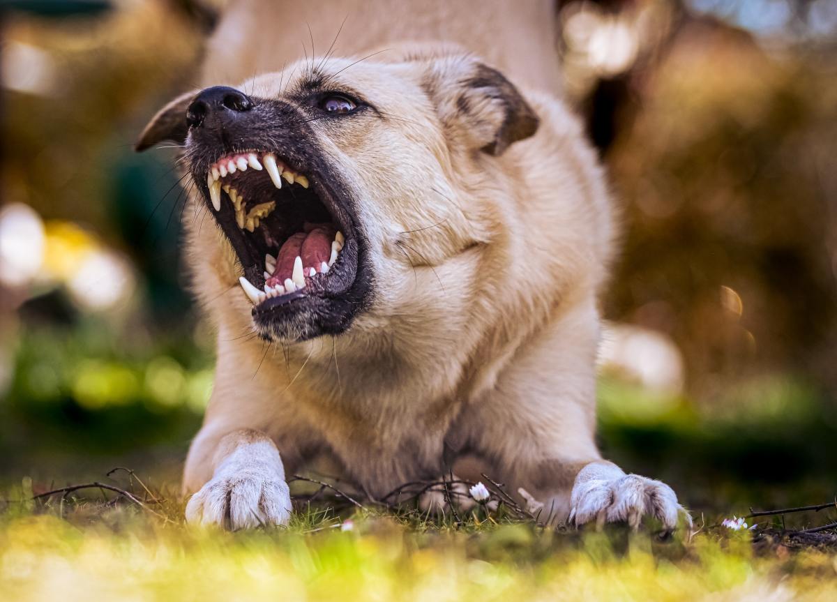 understanding-genetics-in-dog-aggression