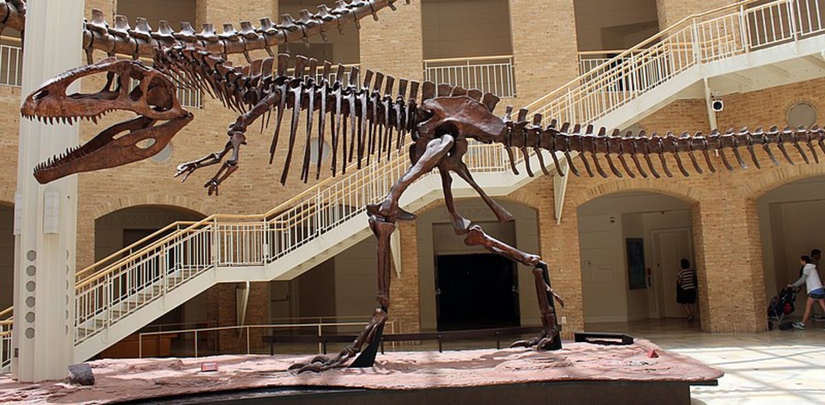 "Giganotosaurus at Fernbank" by Jonathan Chen is licensed under CC BY-SA 4.0.