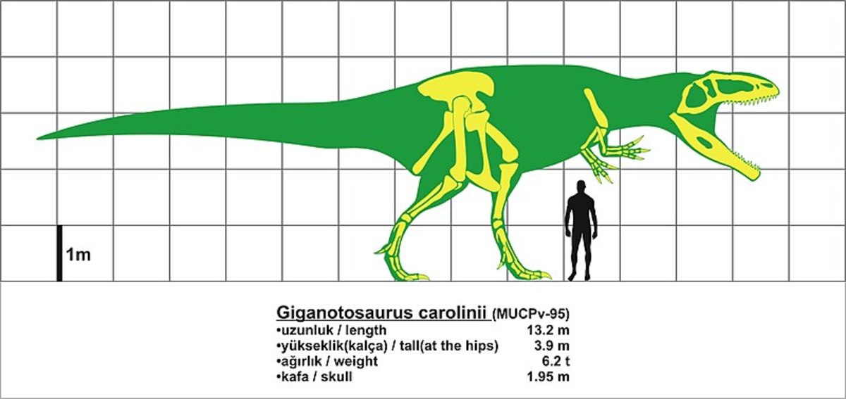 "Giganotosaurus size comparison" by Oktaytanhu is licensed under CC BY 2.0.