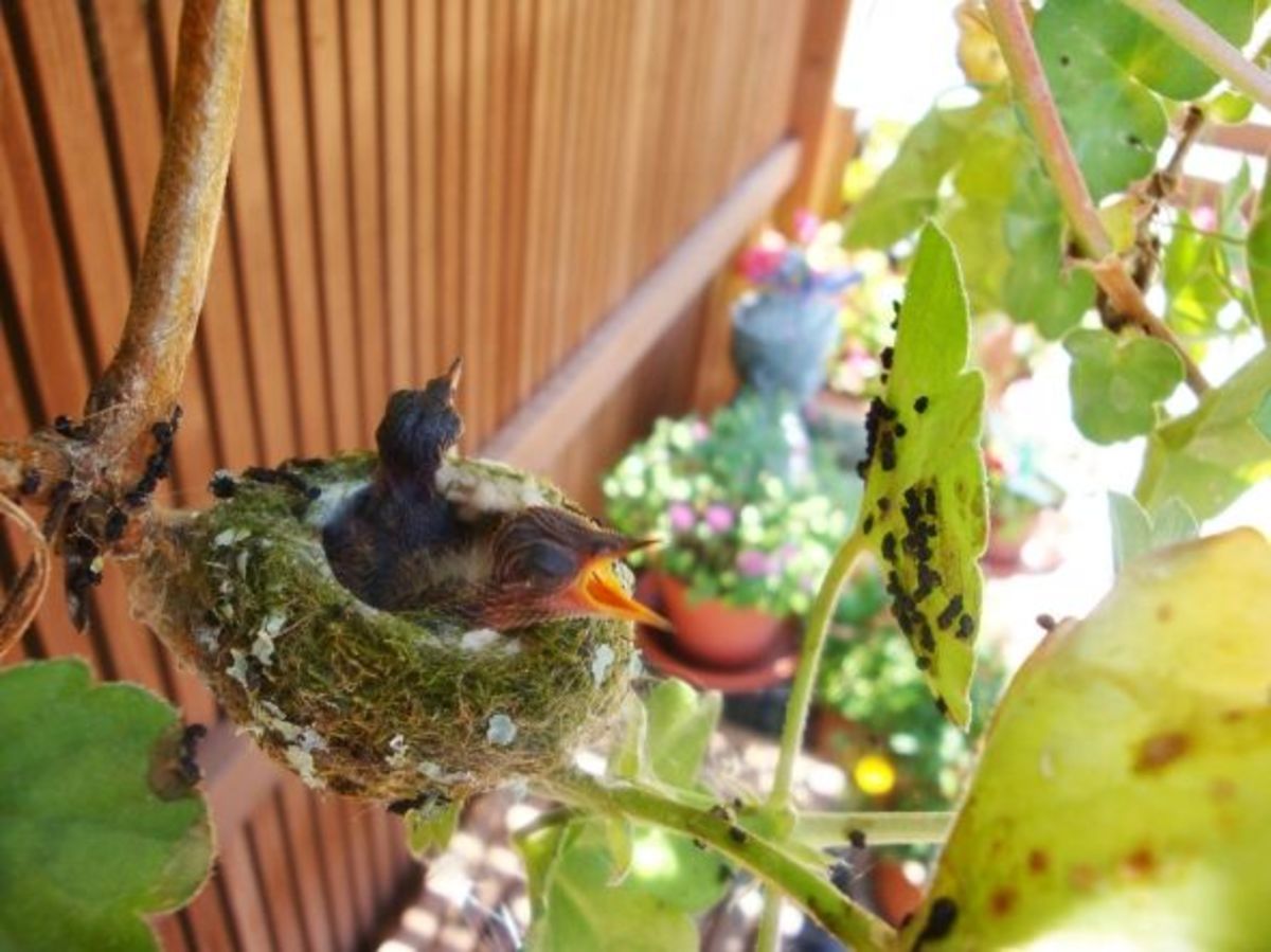 baby-hummingbirds-in-my-garden