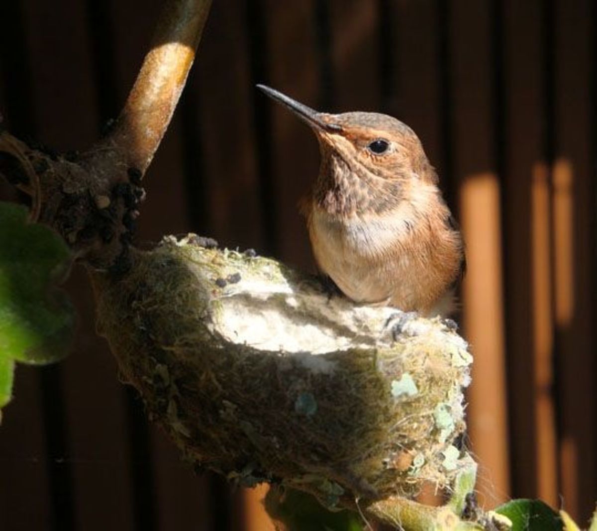 baby-hummingbirds-in-my-garden