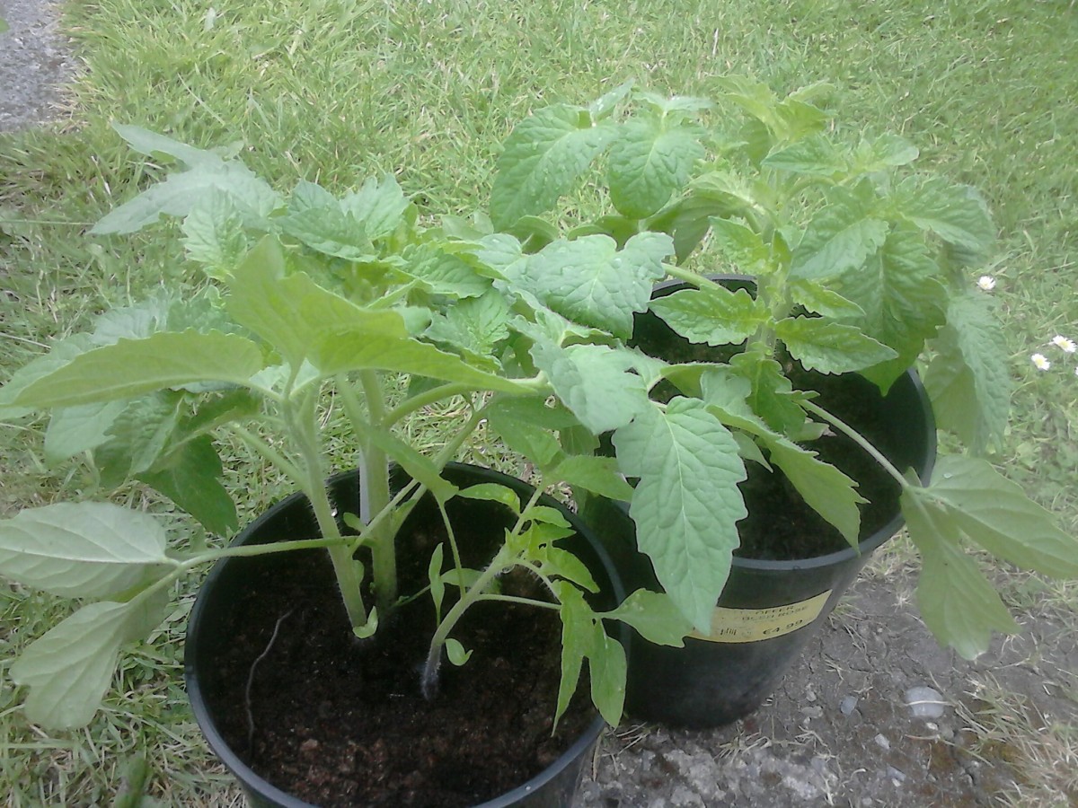 Putting each tomato seedling into a separate pot will ensure that you have a larger tomato harvest.