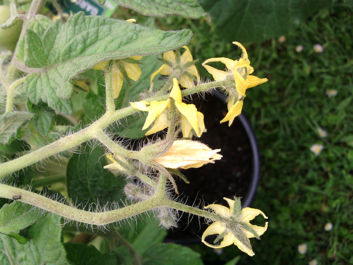 The more yellow flower you see sprouting from the tomato plant the more tomatoes that will grow on the plant.