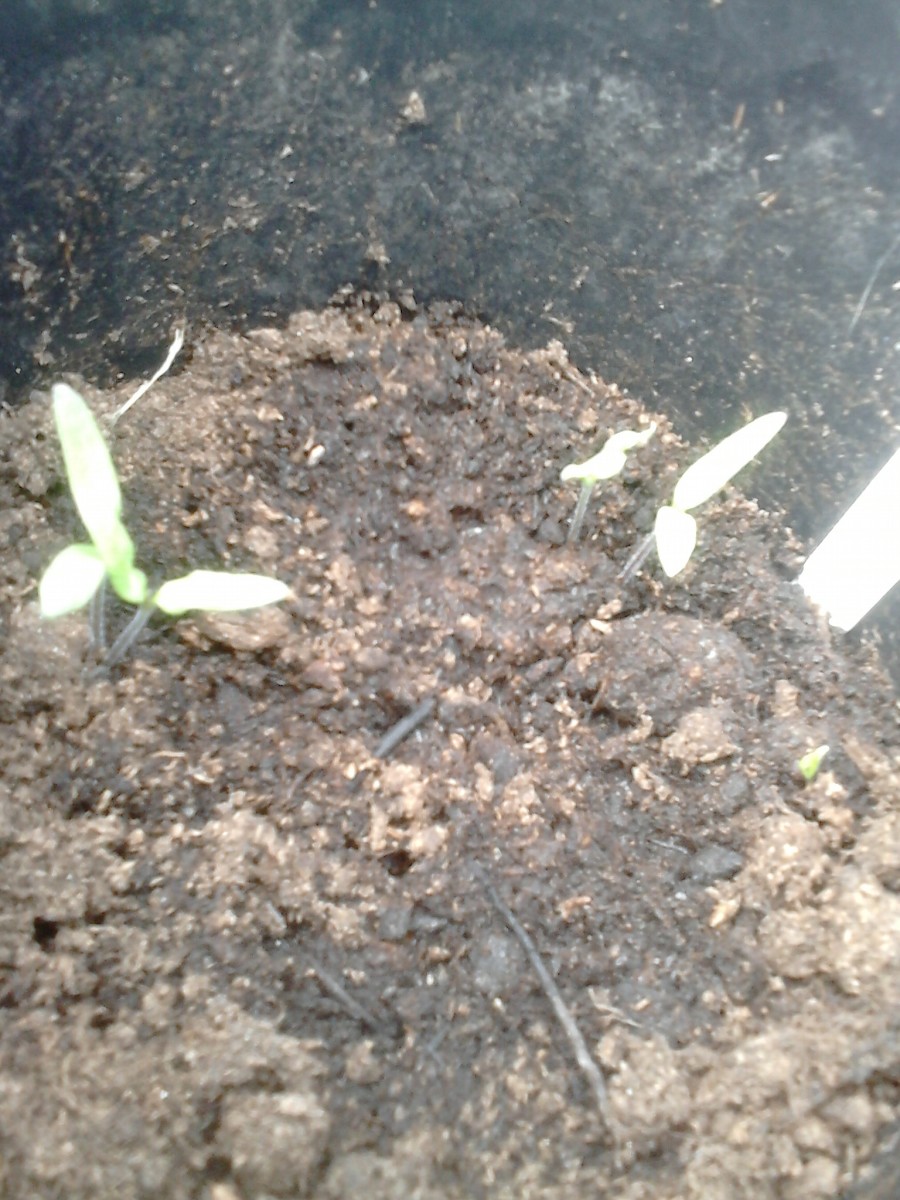 When you plant the tomato seeds you can put a few in a pot. After a few weeks you will see tiny sprouts emerge.