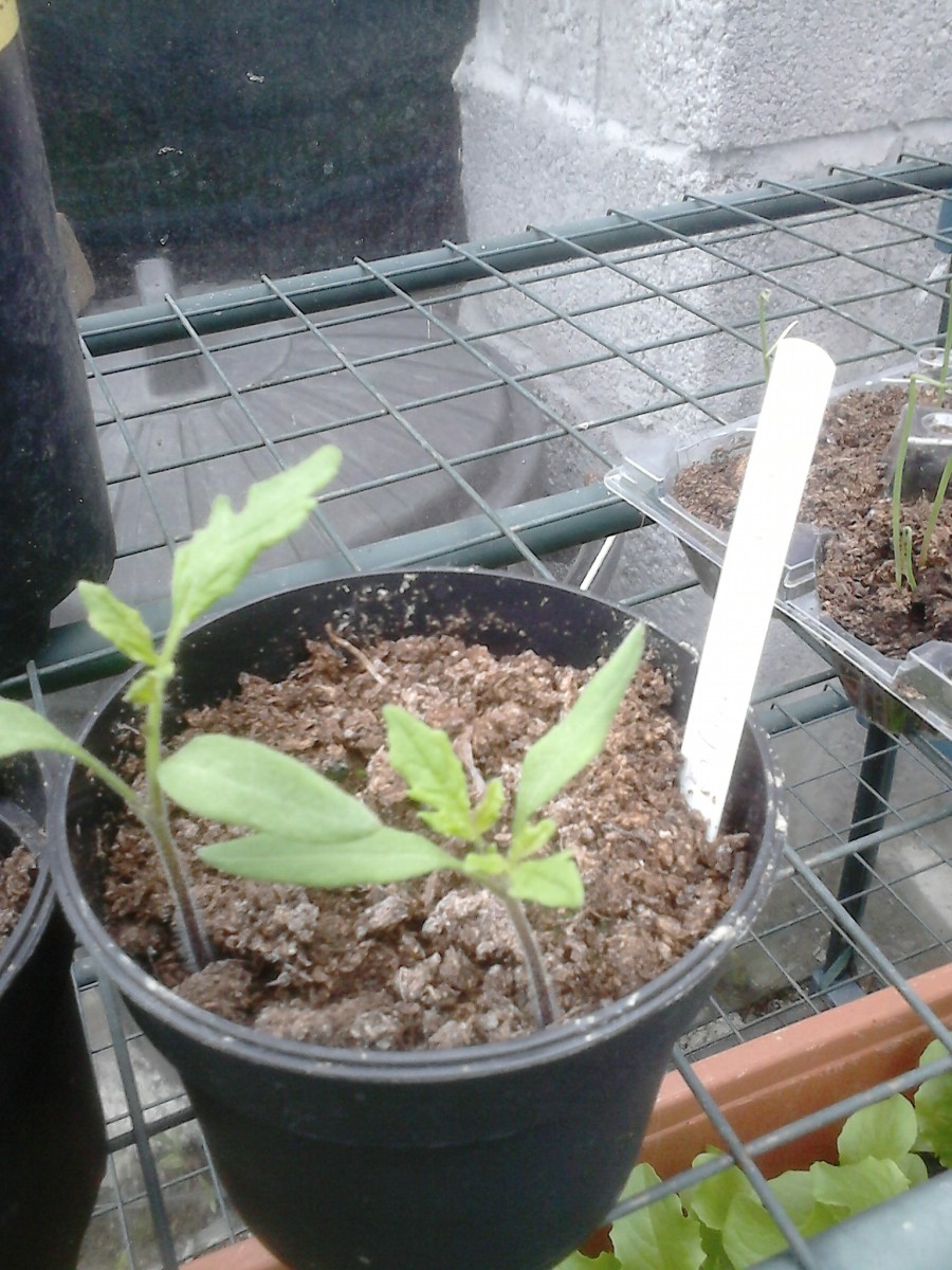 As the weeks progress the tomato seedlings will get bigger and you will need to replant each tomato seedling