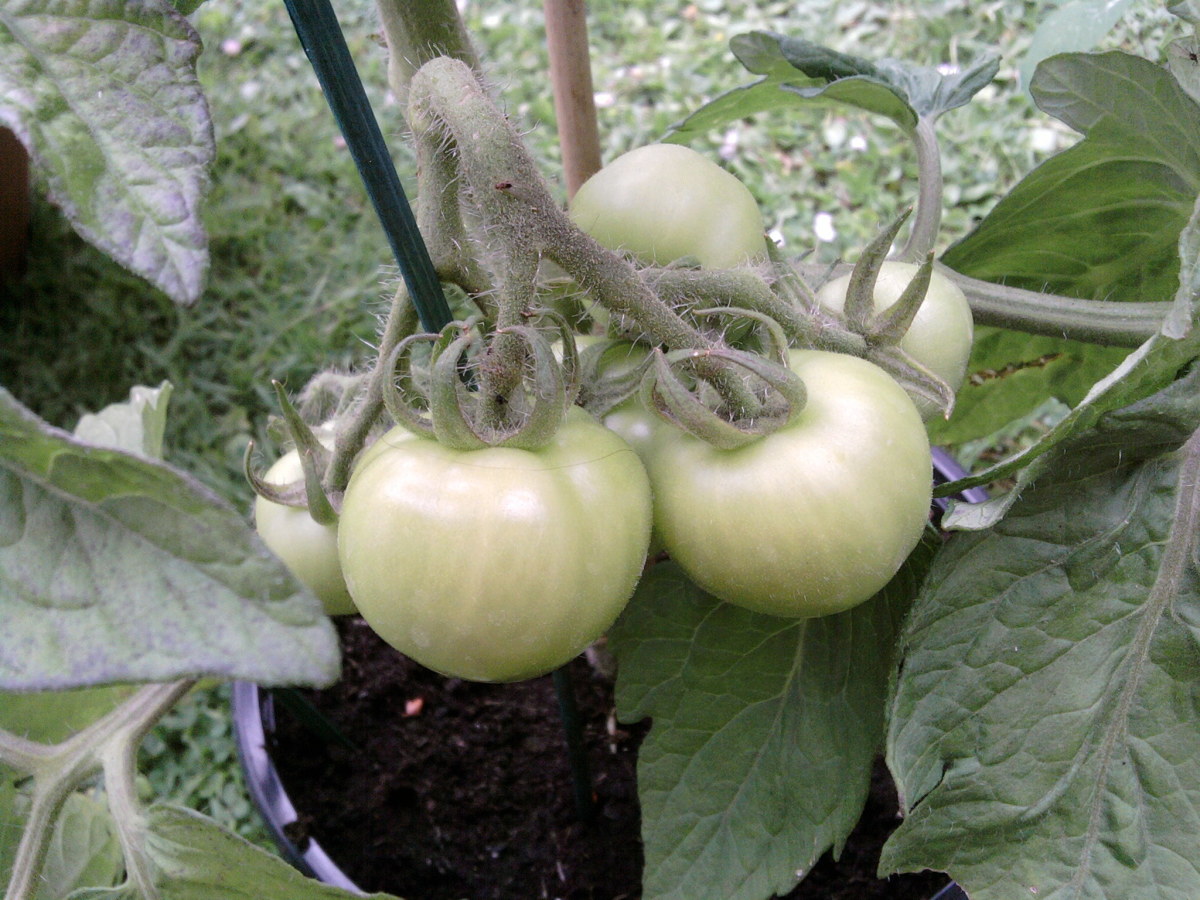 Leave the green tomatoes on the tomato plant until such time they turn red and are ripe enough to pick.