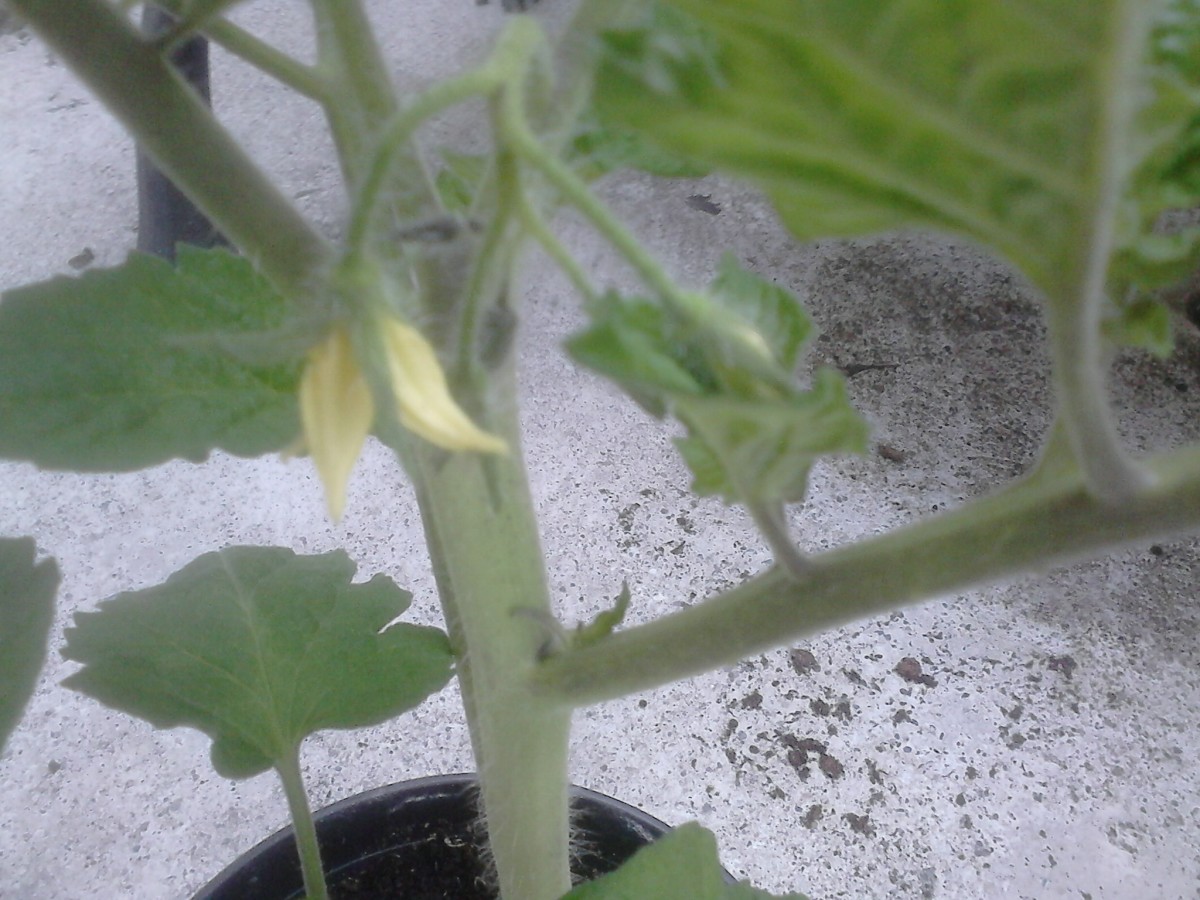 When you see yellow flowers  sprouting on the tomato plant, this is a hint that your tomato plant is nearing the stage of producing tomatoes. It takes time for these to emerge so be patient.