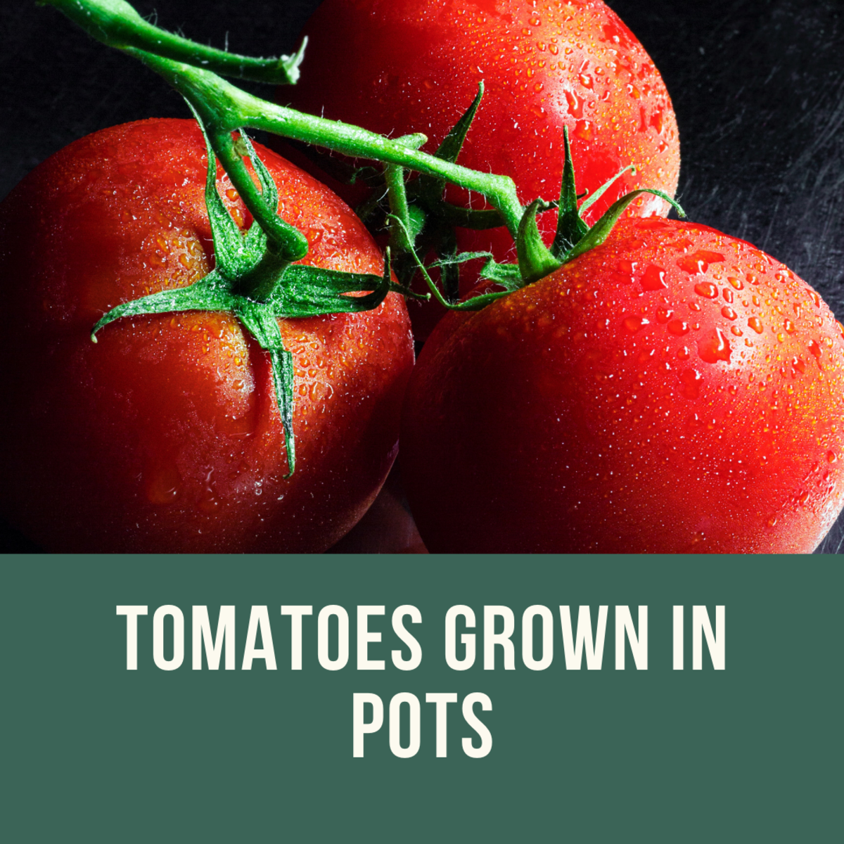 Growing your own tomatoes at home in pots.