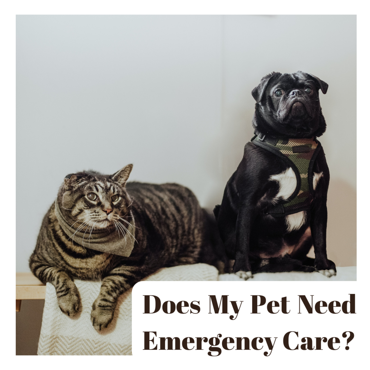 Understanding what is a true emergency will help you determine when to seek immediate care for your pet.