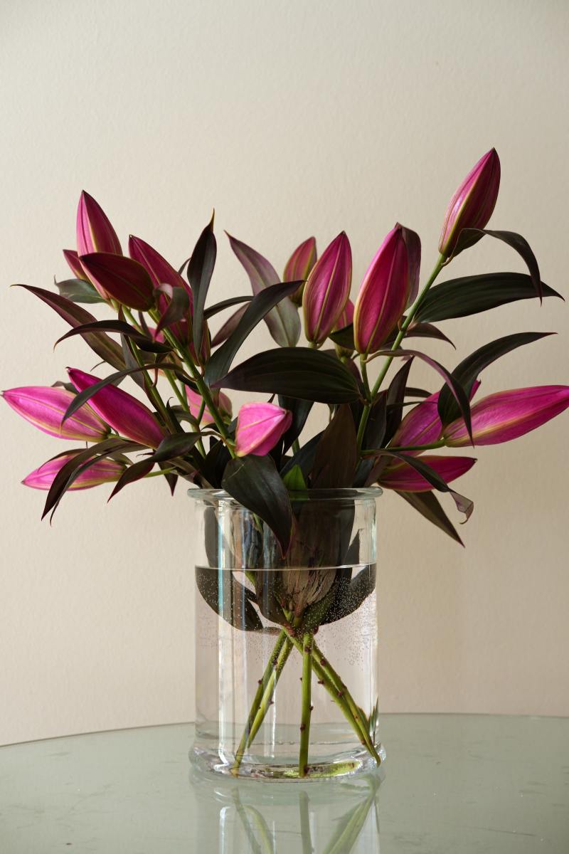 Lillies, and many other house plants, are toxic to cats.  