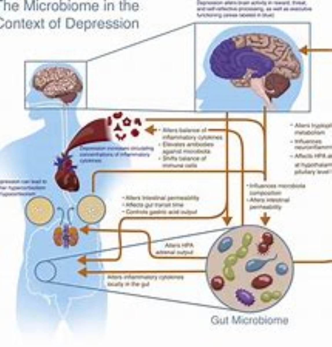 Why Do Some People Get Sicker Than Others From Covid? HubPages