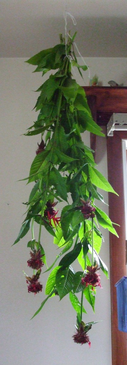 Hang Bee Balm drying in an upside down position so that the essential oils flow to the leaves.