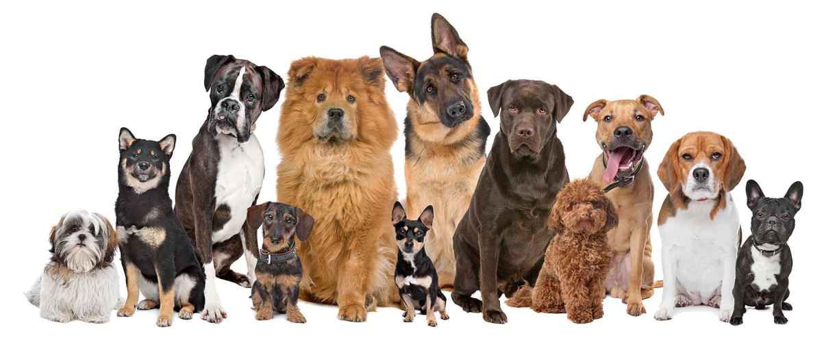 Finding the Right Dog Using an Online Breed Selector