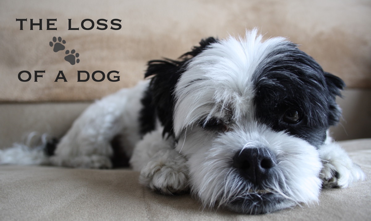 THE LOSS OF A DOG