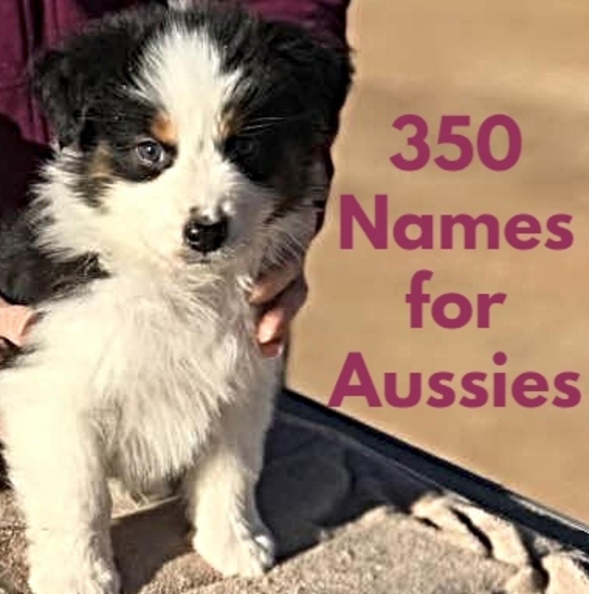 350+ Best Names for Australian Shepherds (With Their Meaning)