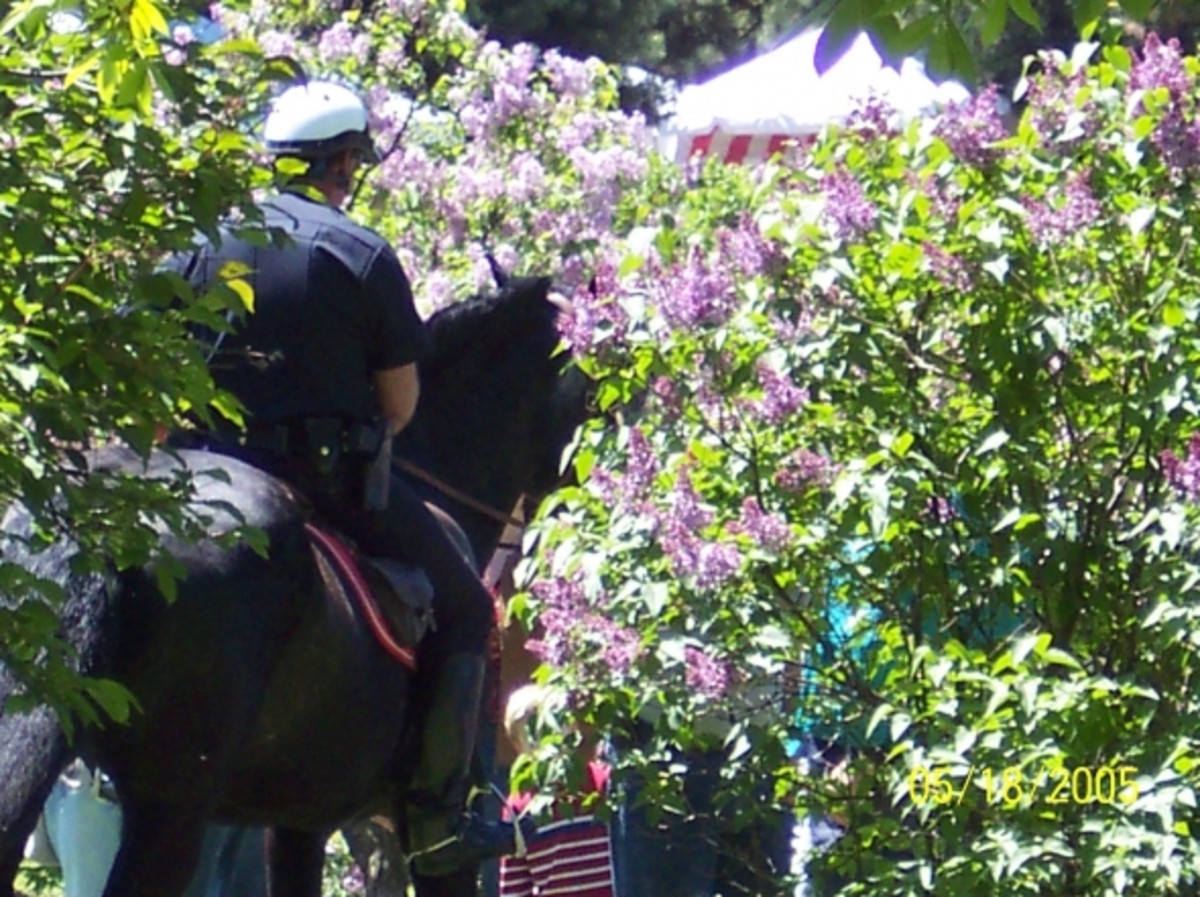 Mounted Police at the Rochester Lilac Festival