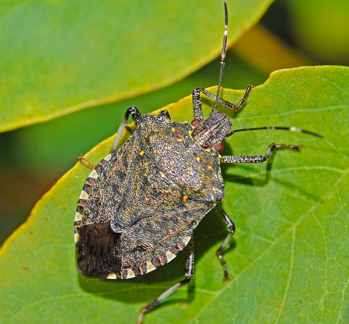 brown-bug-identification