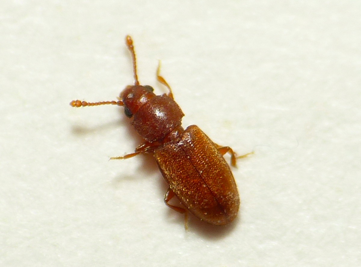 brown flat beetle