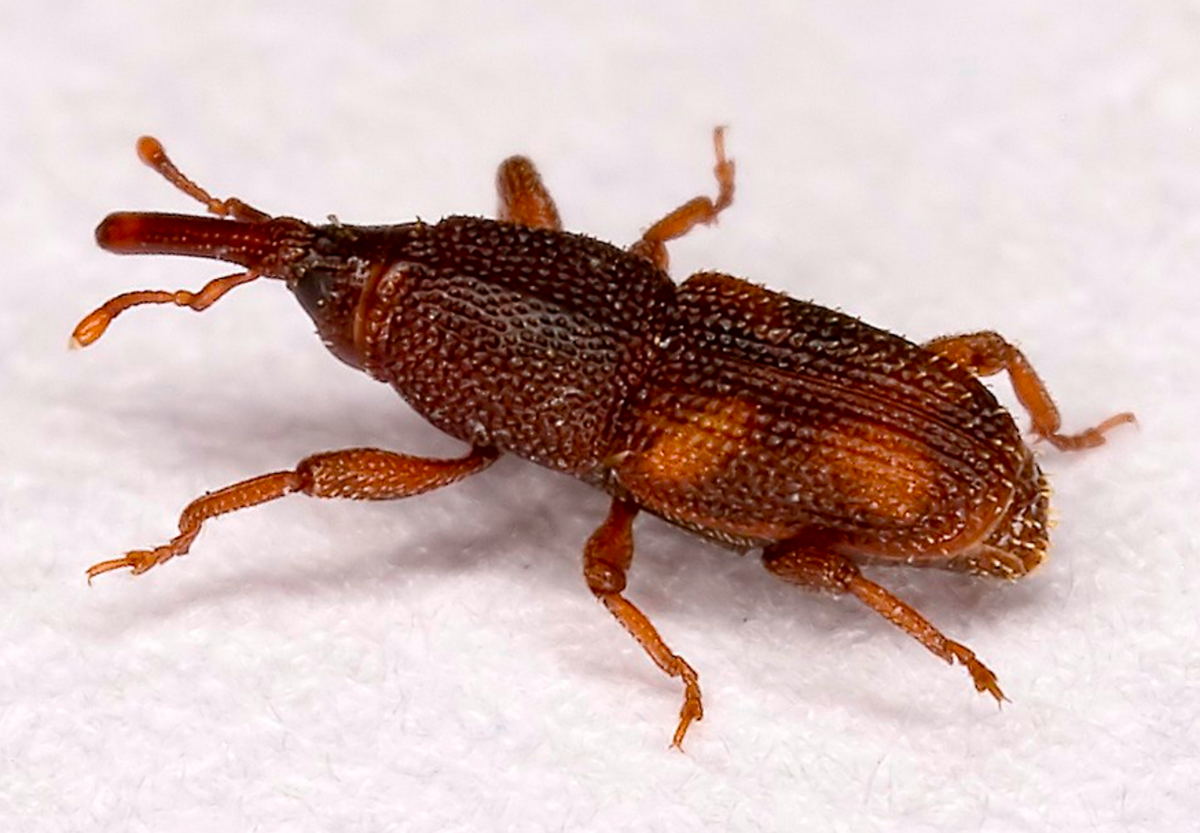 Weevil, showing snout typical of the group.