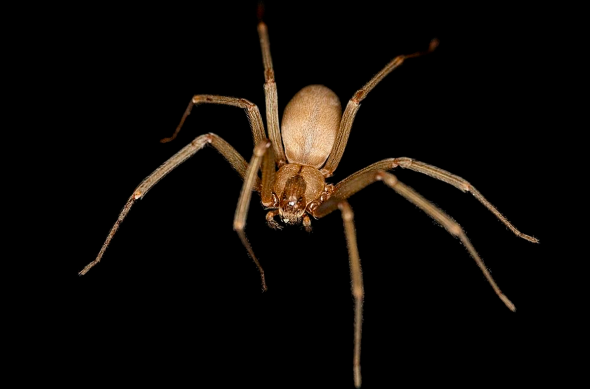 Brown recluse, showing fiddle marking on back