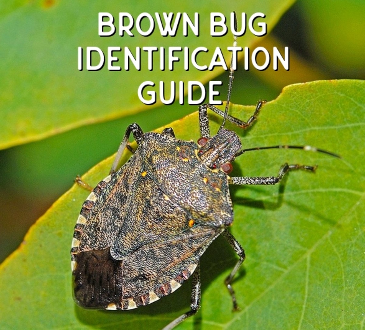 Brown Bug and Insect Identification (With Photos) - Dengarden