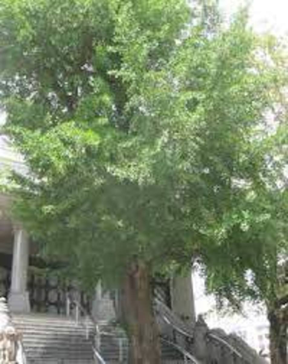 One of the A-bomb trees that survived