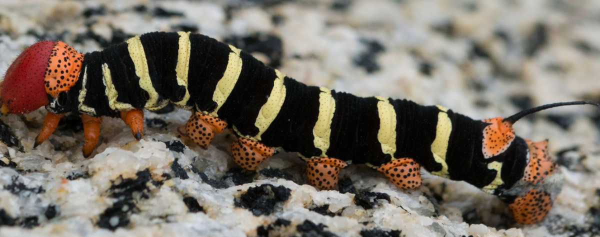 Pseudosphinx tetrio, one of the few caterpillar species that have been known to bite.