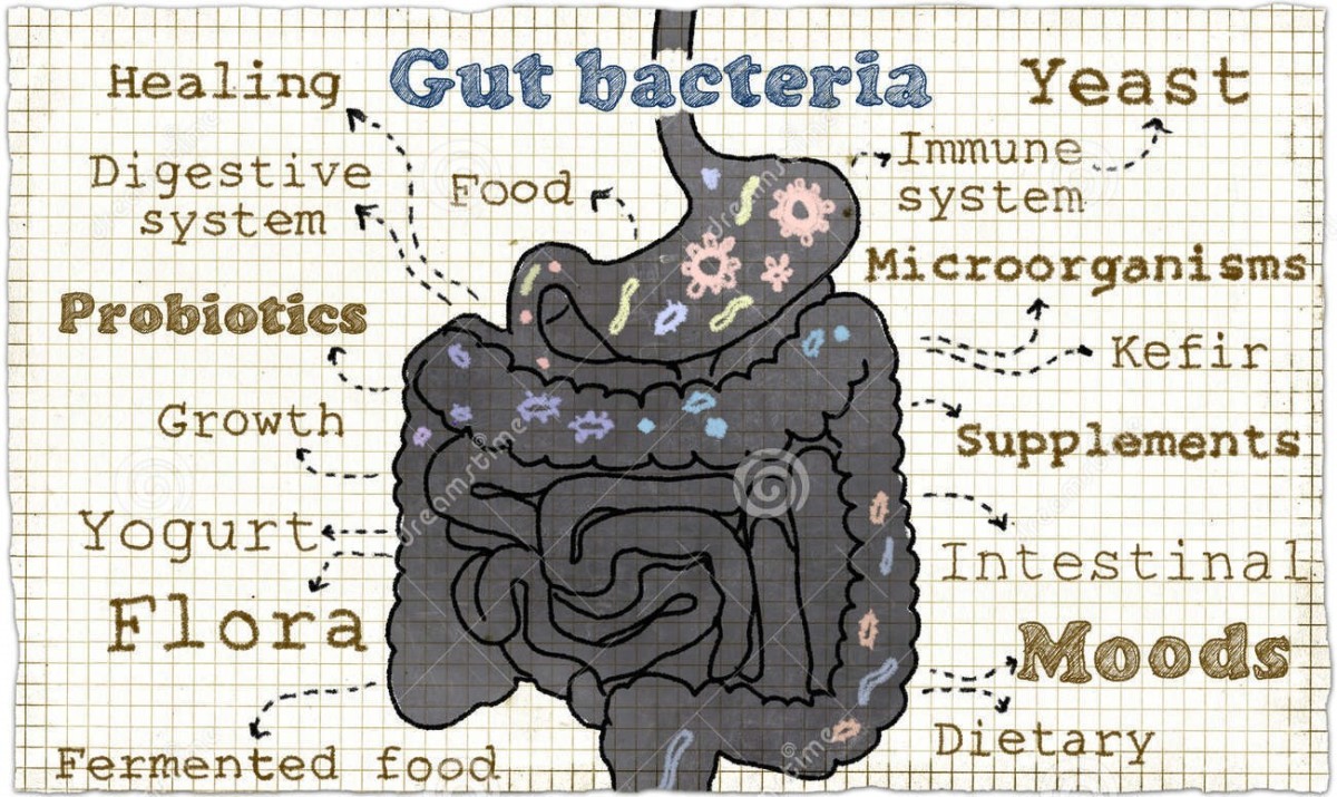 What Is Gut Health, and Why Is It Important?